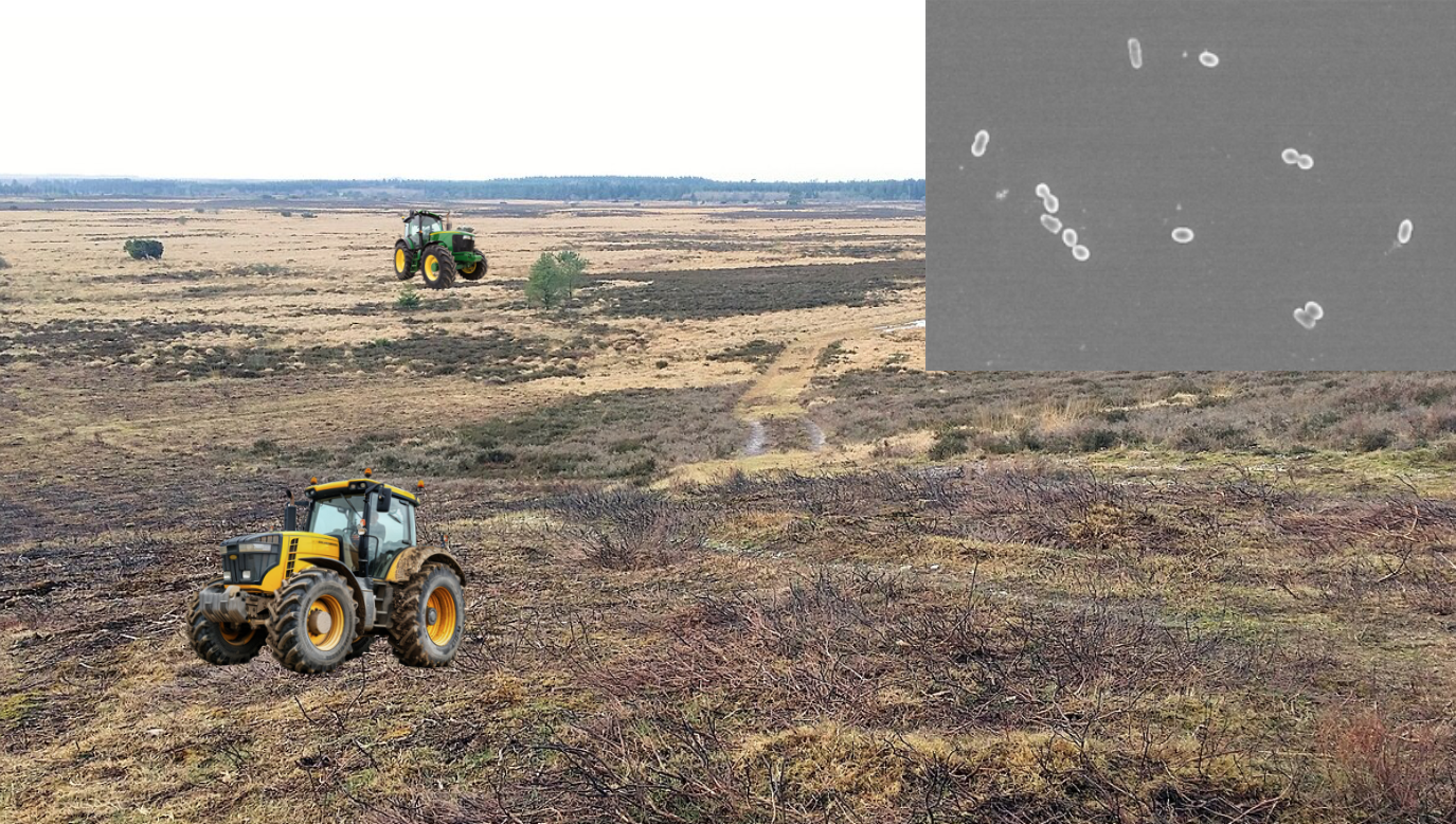 Efter tandrensning er det komplekse samfund af bakterier væk. Der er kun få bakterier tilbage. De kan klare sig selv, og lever som regel af at spise sukker når vi selv spiser. Disse bakterier er ikke en trussel. Dels fordi de er få, dels fordi de er tilpasset livet sammen med os.